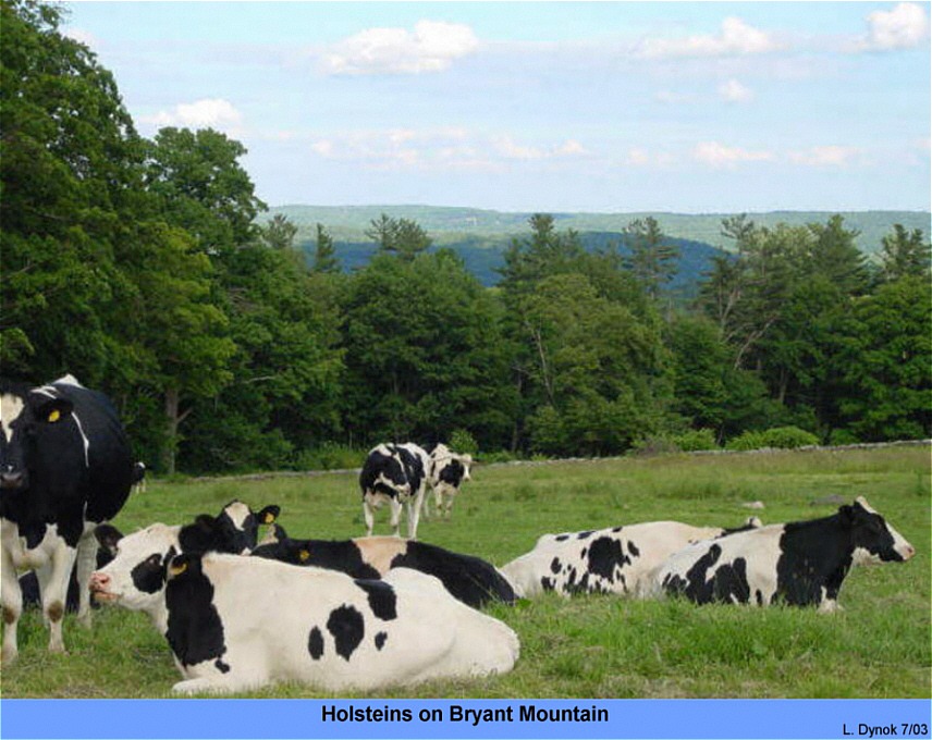 Cows01